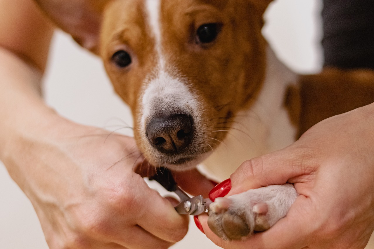 About SC PET GROOM