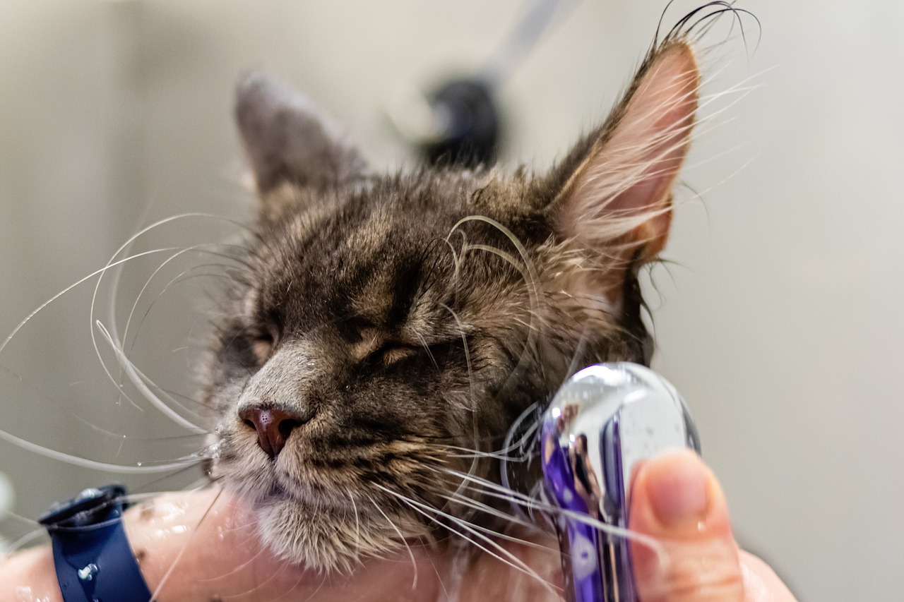 Flea and Tick Treatment  Services
